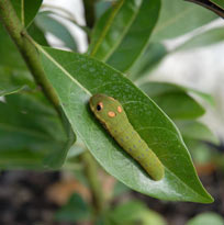 palamedes swallowtail caterpillar on red bay leaf
