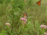 Monarch Butterflies nectaring on Swamp Milkweed. Photo by Peg Urban.