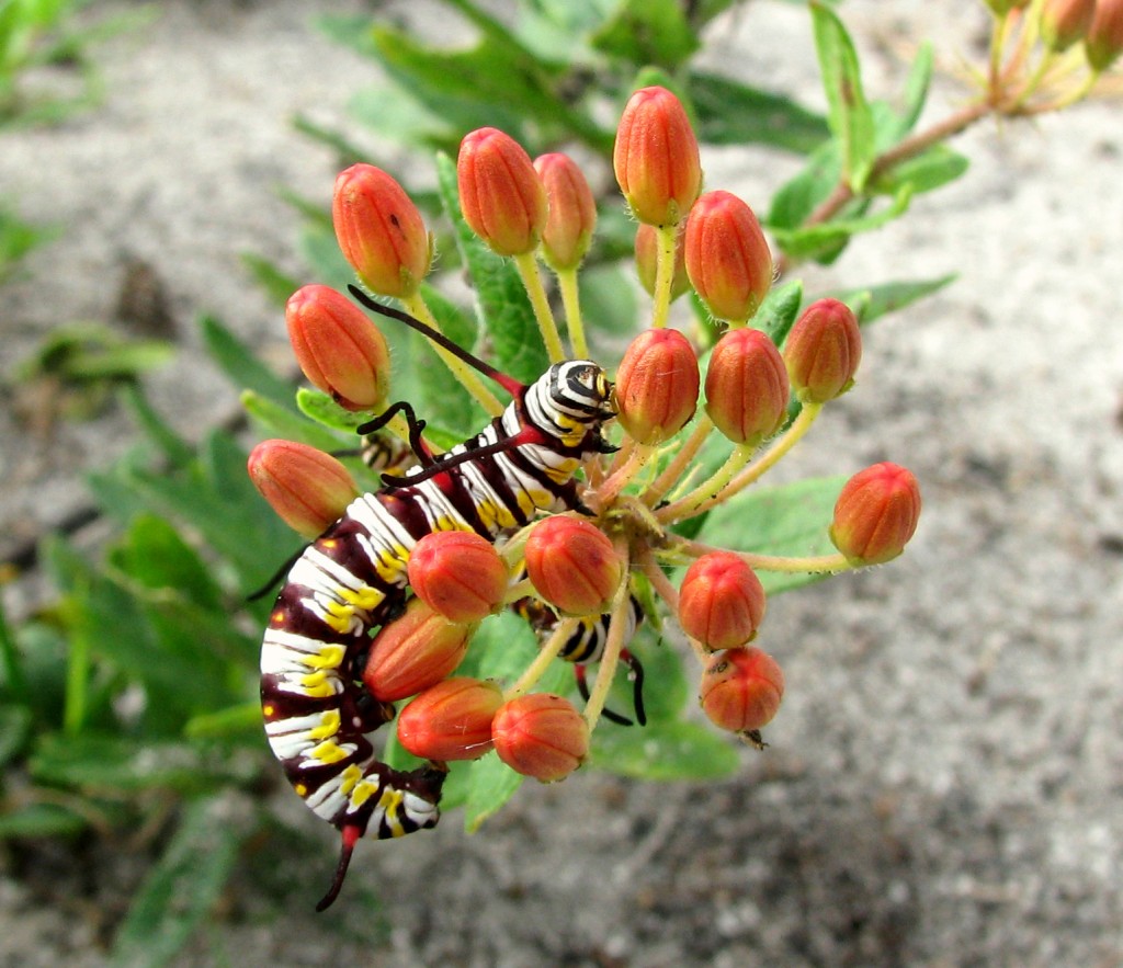 » Save our Monarchs Plant Native Milkweed Florida Association of