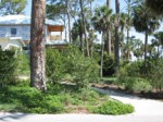 Retrofit landscape for upscale residence in Volusia County. Design by David Drylie, Green Images Native Landscape Plants.
