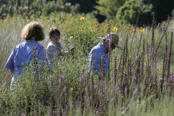 Customers in wildflower area of native nursery field
