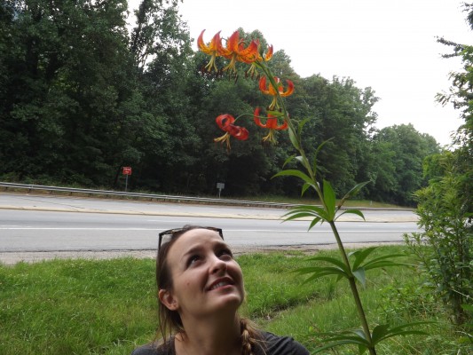 Lilly Anderson-Messec of Native Nurseries in Tallahassee looks at Turk's-Cap Lilies -- her first time seeing these magnificent flowers in bloom.