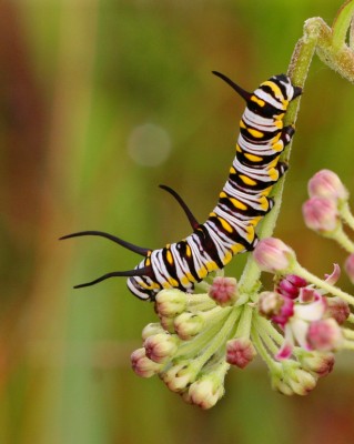 Queen butterfly caterpillar on Longleaf Milkweed (Asclepias longifolia). Photo by Mary Keim.