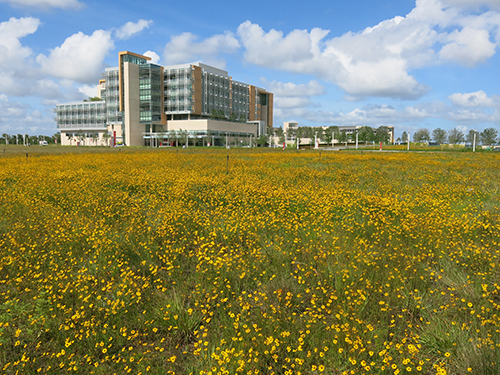 LEED Gold certification was obtained by the Nemours Children's Hospital in Orlando, partly due to the landscape which followed SITES™ guidelines and used Florida native plants throughout. Here we see a wildflower and native grass meadow, a beautiful and sustainable alternative to turf.