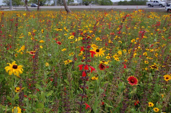 Wildflower area along Florida Turnpike in Broward County. Photo courtesy of Florida's Turnpike Enterprise, Florida Department of Transportation.