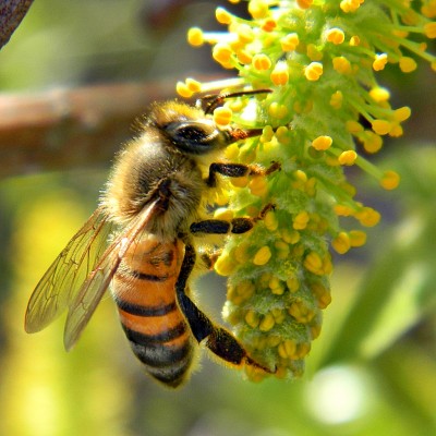 Honeybee on Willow Catkin