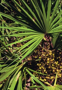 Saw Palmetto, Serenoa repens, foliage and fruit.  Serenoa repens USDA1 by Ted Bodner, Southern Weed Science Society, United States - This image is Image Number 1120619 at Forestry Images, a source for forest health, natural resources and silviculture images operated by The Bugwood Network at the University of Georgia and the USDA Forest Service.. Licensed under CC BY 3.0 us via Commons. 