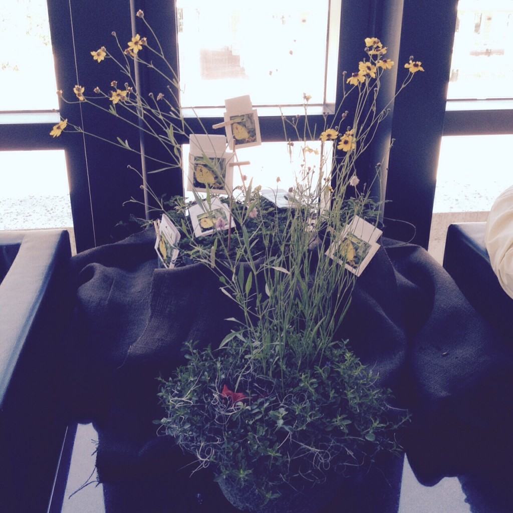 Indian Trails Native Nursery "Mini-Meadow Bowl" - ready to plant as is in its biodegradable pot. Not a great photo, but the best our phone could do in the light we had.