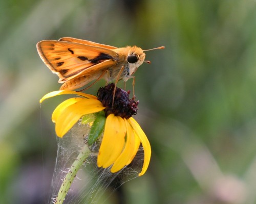 Fiery Skipper on Florida native Blackeyed Susan. Many Rudbeckias, and cultivars and hybrids of them, are available in the horticultural marketplace. Florida residents are served best when the native ecotypes are planted. These thrive  in our humidity and nutrient-poor soils.