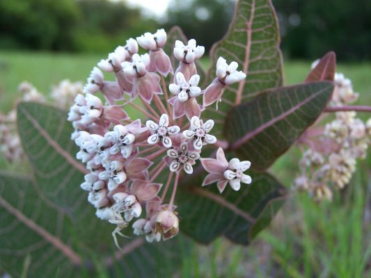 Florida native Sandhill Milkweed, with pink-purple-green foliage that rivals the flowers for beauty!