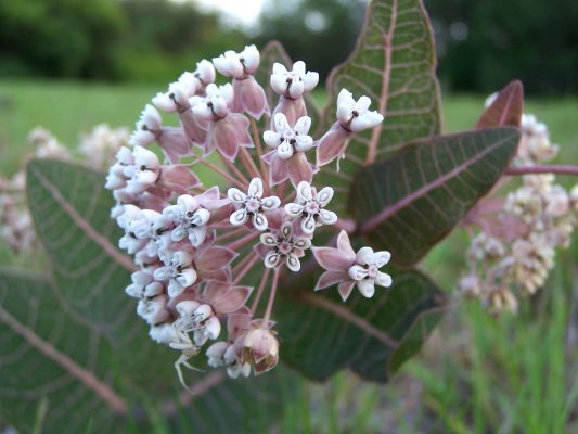 Florida native Sandhill Milkweed, with pink-purple-green foliage that rivals the flowers for beauty!