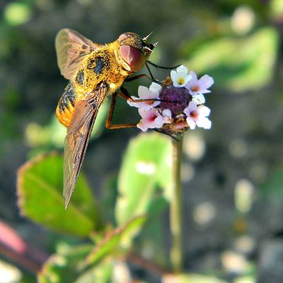 Flower fly on frog fruit (Phyla nodiflora)