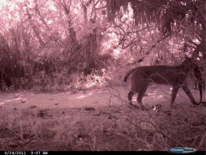 Night camera catches bobcat carrying off a young alligator at Ding Darling National Wildlife Refuge. Photo by USFWS.
