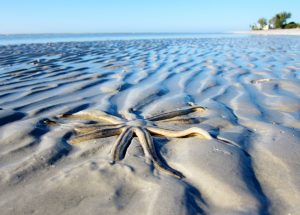 Starfish found at low tide. Photo by Eric Richards.