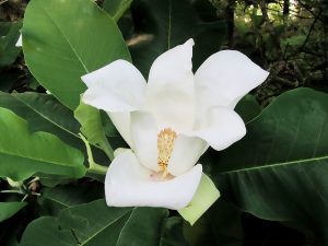 Ashe Magnolia flower