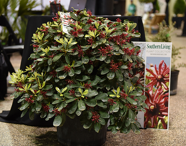 Illicium floridanum 'Miss Scarlett' a beautiful Florida native cultivar originally discovered by Larry Alsobrook in Hawthorne, Florida. Patented by Jim Fleming of Tropic Traditions and branded by Southern Living Magazine.