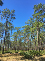 Camp Blanding Florida longleaf pine habitat