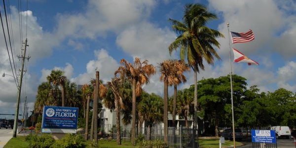 Photo of UF IFAS Fort Lauderdale with palms infected by Texas Phoenix Palm Decline