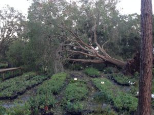 Downed tree in nursery Hurricane Irma
