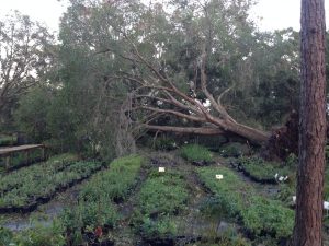 Downed tree in nursery Hurricane Irma