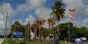 University of Florida IFAS Fort Lauderdale Research and Education Center with diseased Sabal Palms