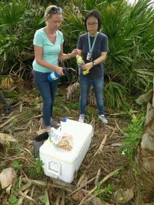 Sterilizing the drill bit before taking core sample from palm. L-R: Biological Scientist Ericka Helmick and PhD student De-Fen Mou.