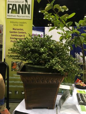 Steve Riefler's beautiful naturally low-growing 'Turtlemound' selection of Simpson Stopper. Never gets higher than 18-24". Are you salivating  yet?