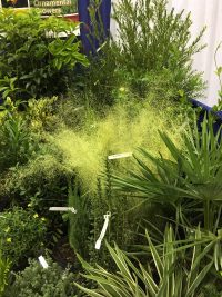 White Muhlygrass was recognized as a "cool new product" although it's long been used in the native plant industry. 