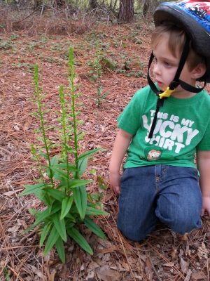 Jason Sharp's son Christopher with native orchid