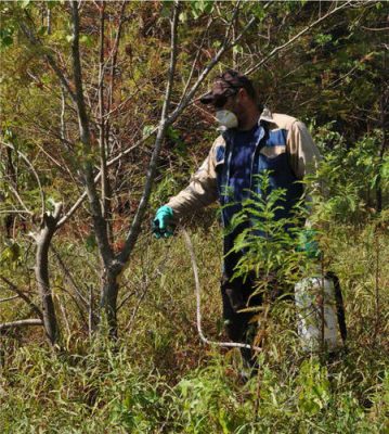 Herbiciding Chinese Tallow