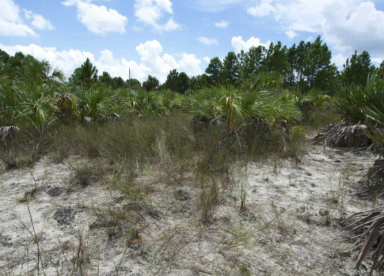 Globally imperiled Pine Rockland habitat. Photo by Jonathon Mays, FWC.