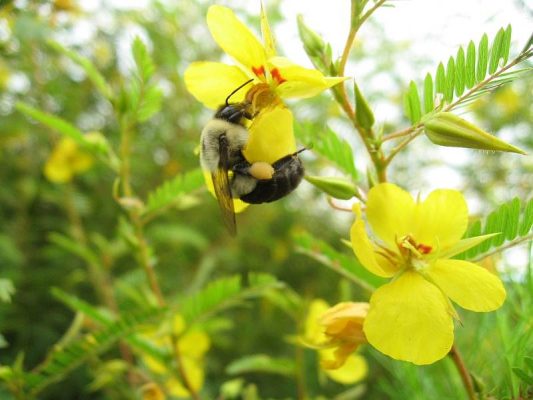 Bumblebee on Partridge Pea Chamaecrista fasciculata by Jaret Daniels