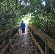 Seagrape trees grow across a stretch of boardwalk. Natural arbors are enchanting and can provide much needed shade. But be sure to see the forest for the trees ...