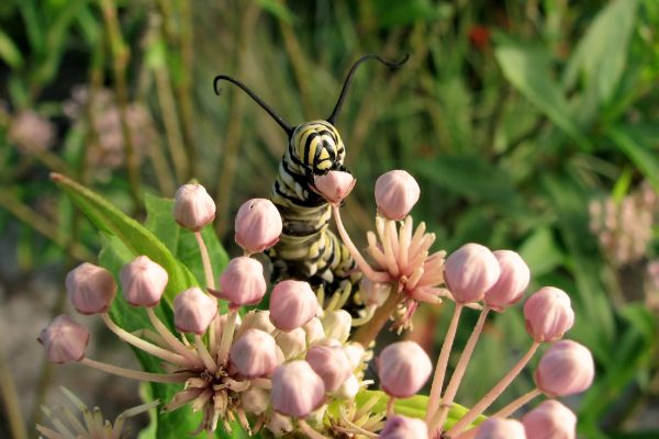 Photo of Monarch Caterpilar eating Swamp Milkweed flowers by Peg Urban
