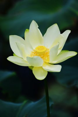 American Lotus blossom, Nelumbo lutea. Photo by Steve Fung, CC x 2.0 SA.